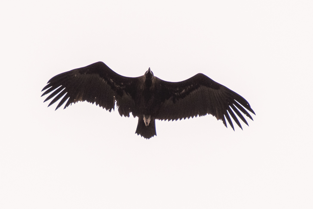 Cinereous Vulture